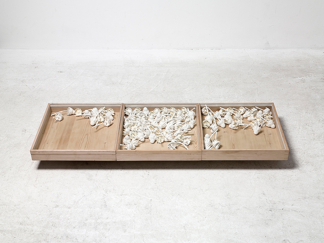 Installation Neophyten (Erigeron), Polyurethan, Insekten-Schaukasten I bis III, je 50 x 46.5 x 7 cm, 2017 - Erigeron